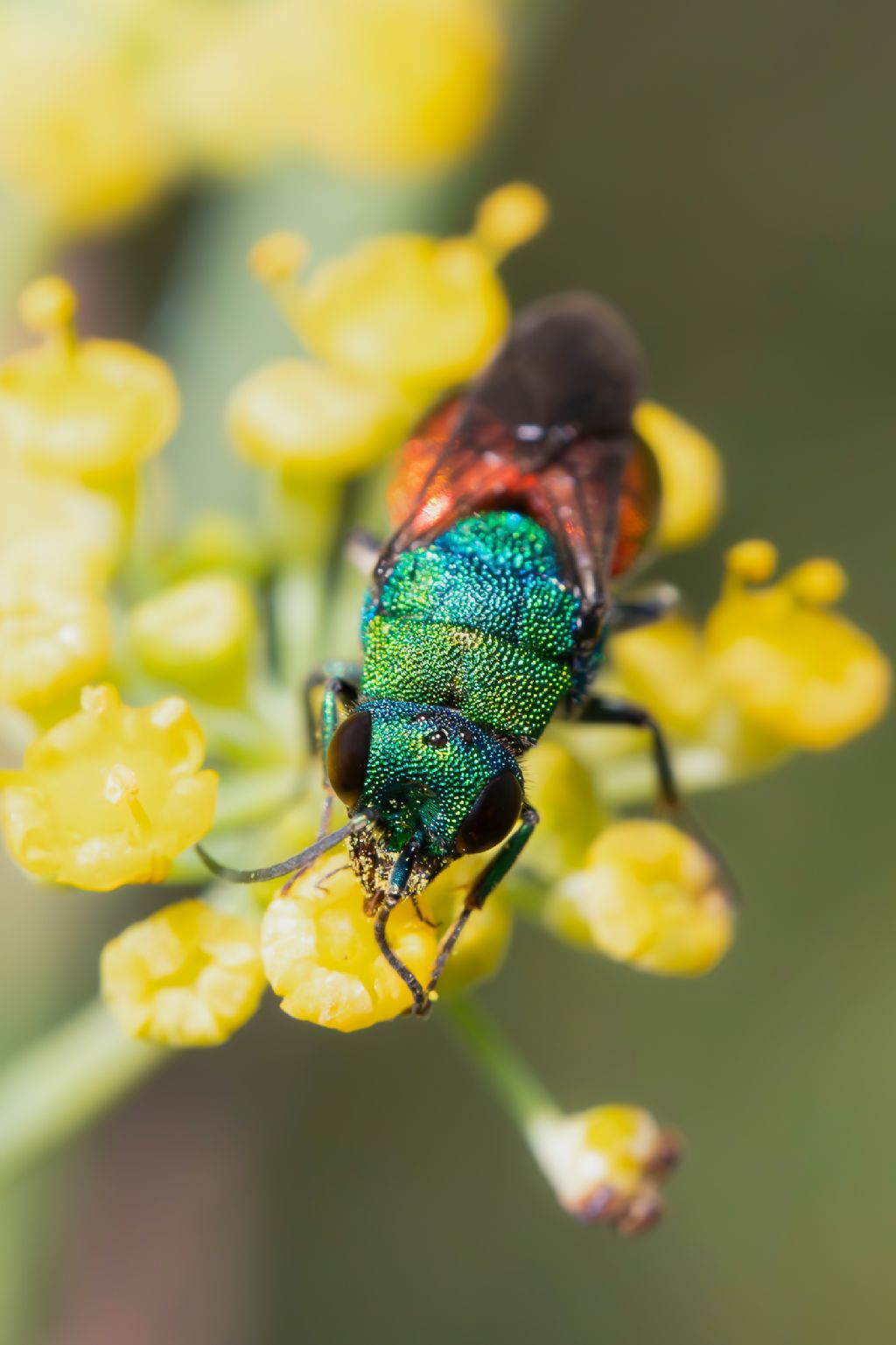 Chrysididae sp.